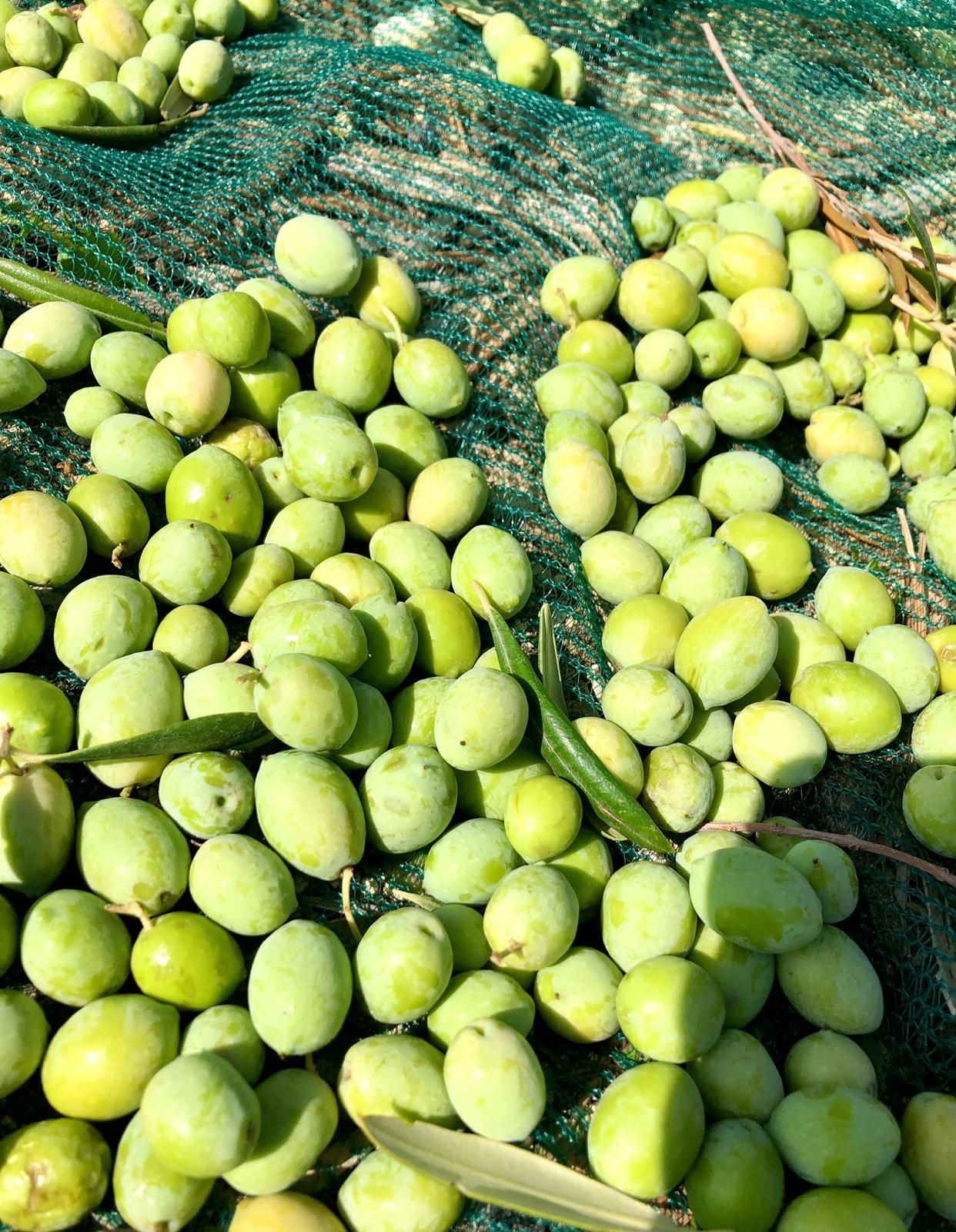 lavorazione olio