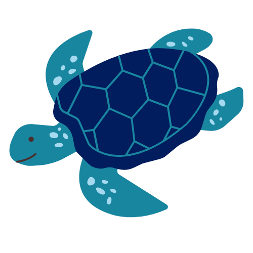 Turtle | Venice, FL | Venice Wash