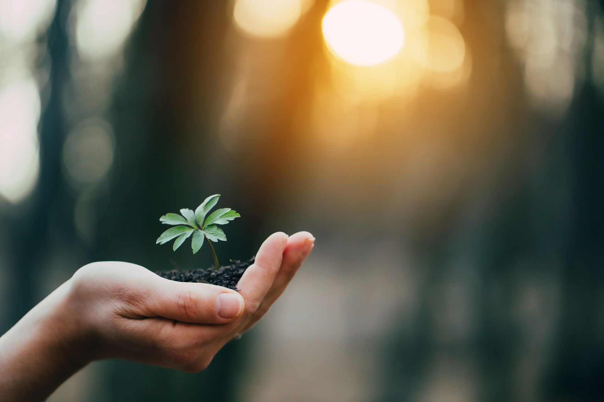 Hand holding a small green plant against a blurred warm sunset background