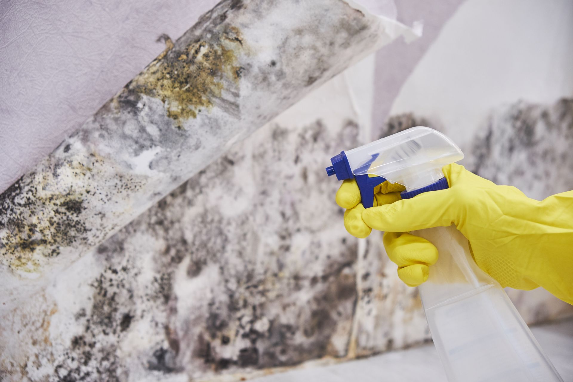Main gantée nettoyant la moisissure sur un mur au papier peint décollé avec un vaporisateur