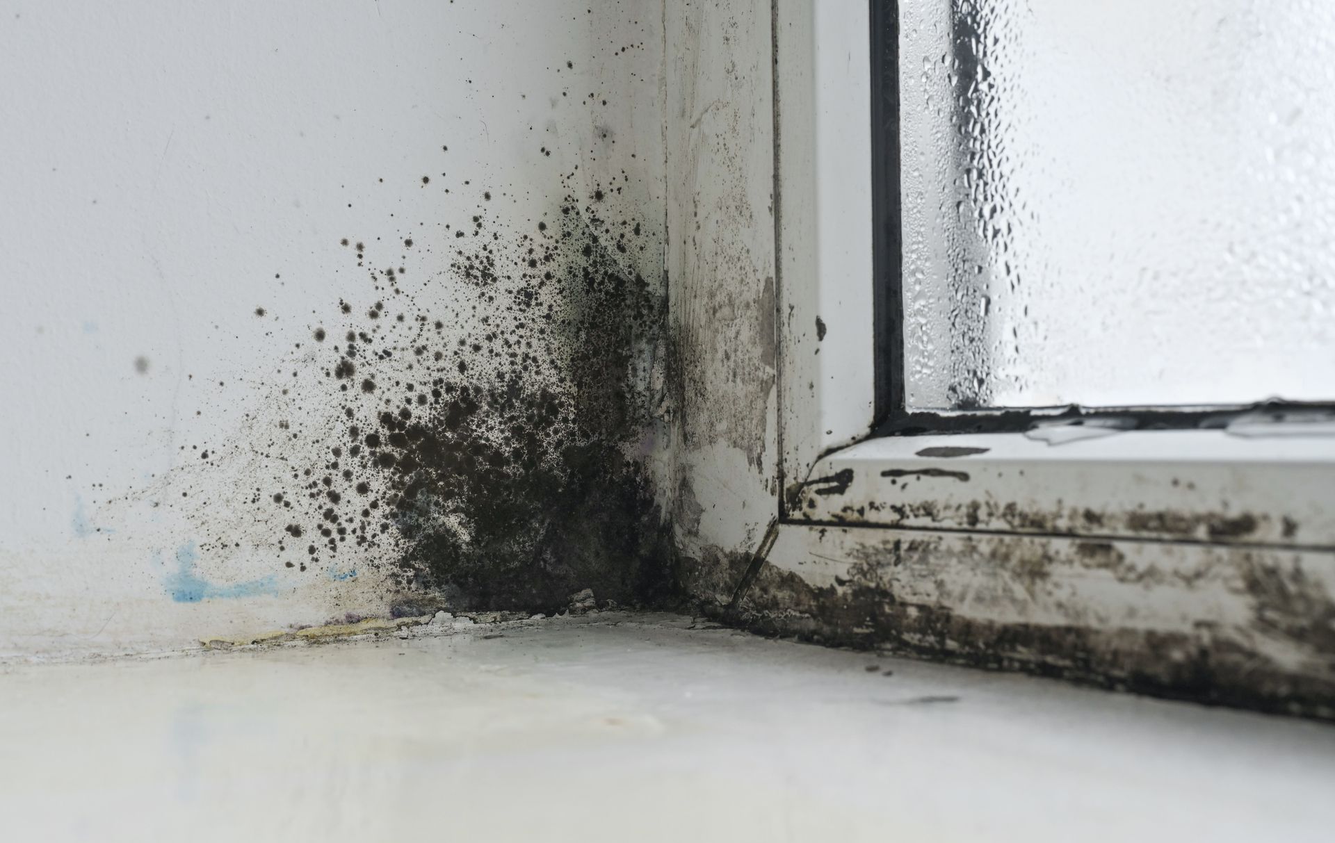 Black mold growth along a white wall and window sill corner