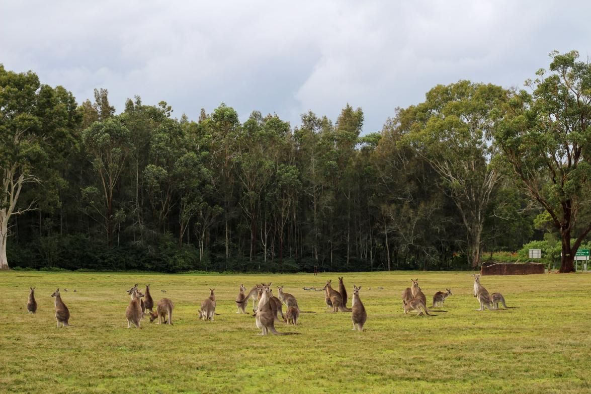 A Herd of Kangaroos Are Standing in A Grassy Field — Hayden Tree Service In Morisset, NSW