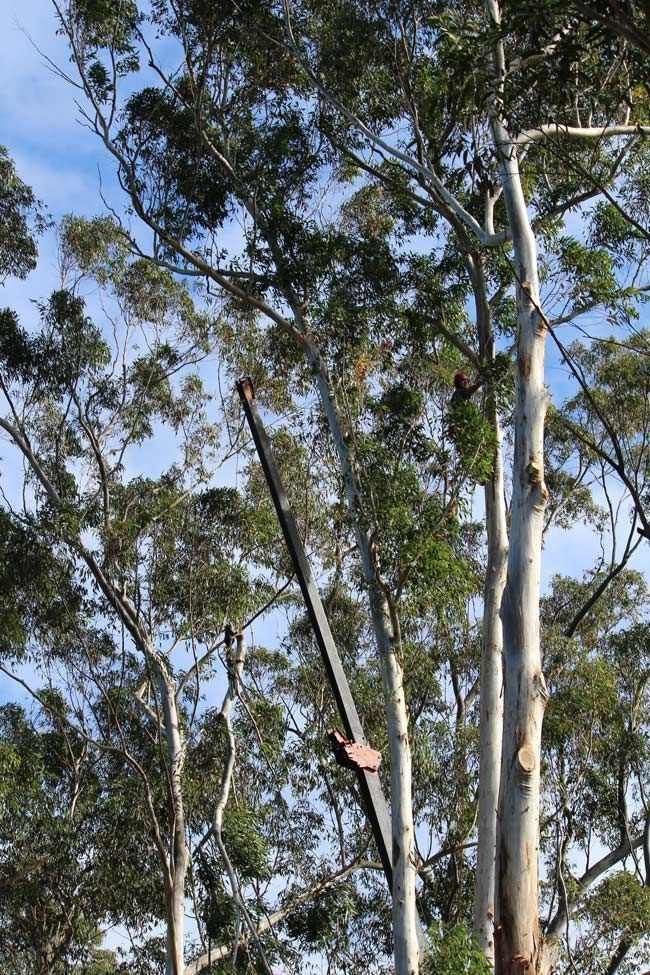 Arborist Using Rope to Climb White Bark Tress — Hayden Tree Service In Cooranbong, NSW