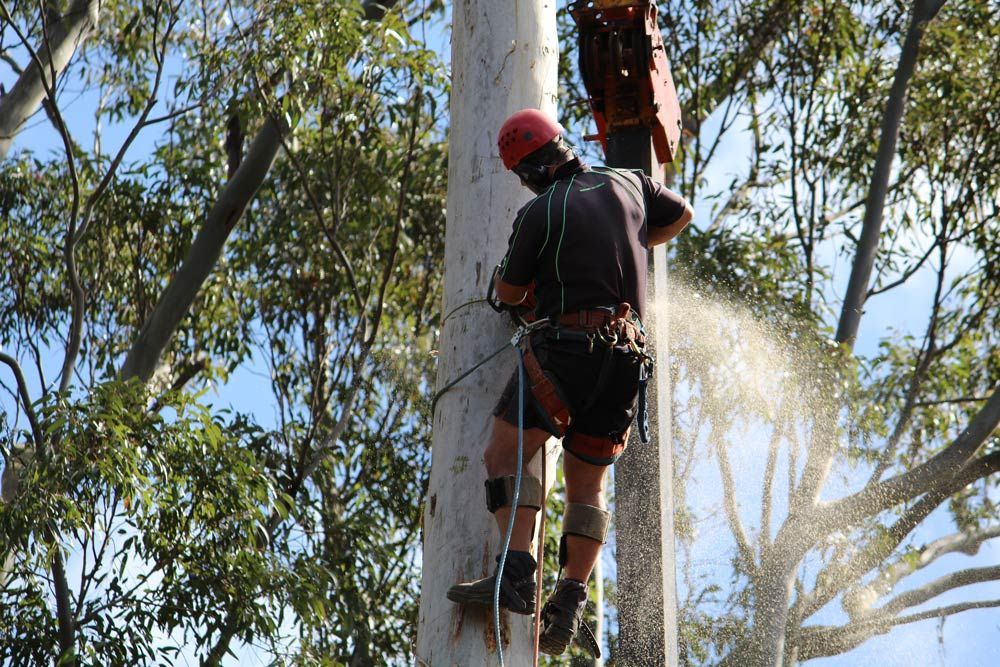 A Man Is Cutting Down a Tree with A Chainsaw — Hayden Tree Service In Toronto, NSW