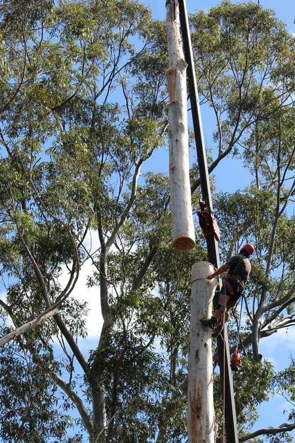 A Man Is Climbing a Tree — Hayden Tree Service In Bateau Bay, NSW