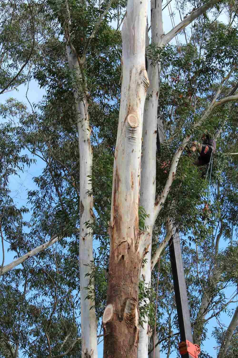 Male Arborist Carrying Tree Branches — Hayden Tree Service In Cooranbong, NSW