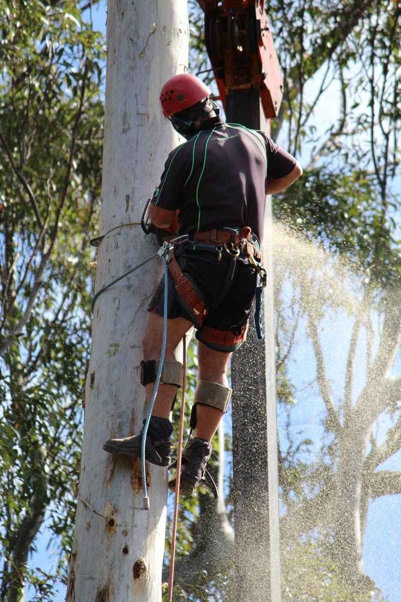 A Man Is Cutting Down a Tree with A Chainsaw — Hayden Tree Service In Morisset, NSW