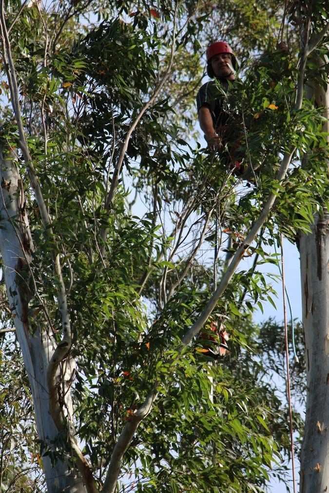Male Worker Pruning Tree Branches — Hayden Tree Service In Cooranbong, NSW