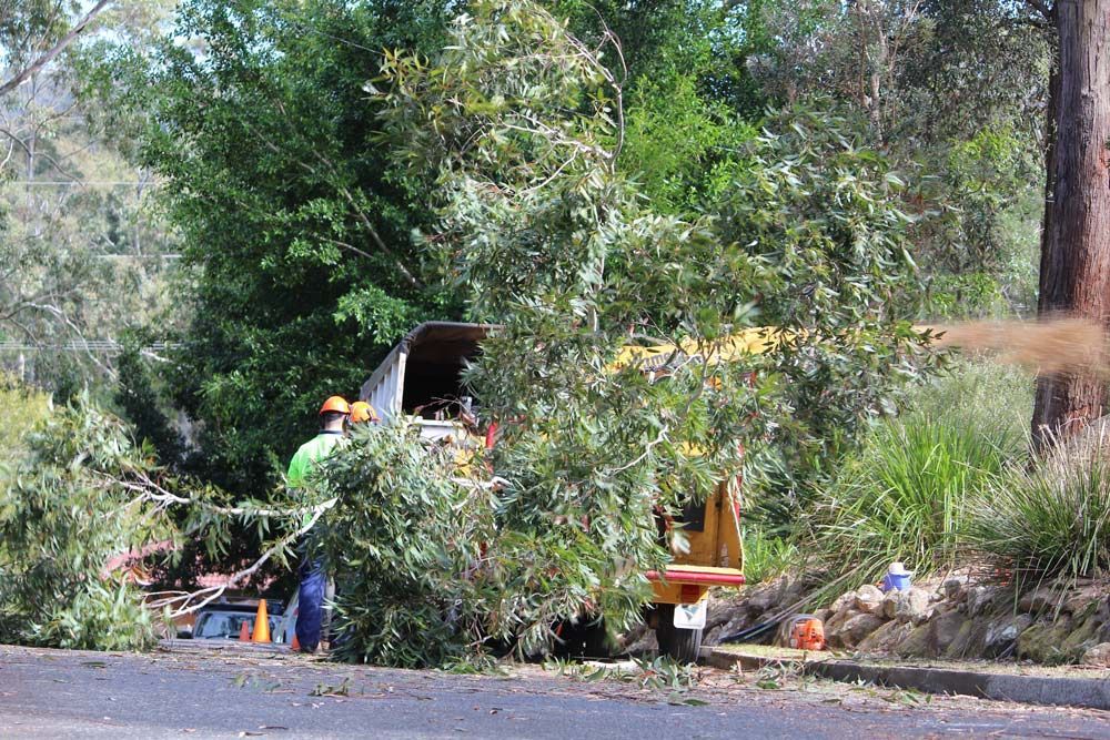 A Man Is Cutting a Tree — Hayden Tree Service In Morisset, NSW