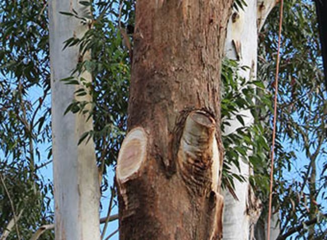 A Close up Of a Tree Trunk with A Hole in It — Hayden Tree Service In Bateau Bay, NSW