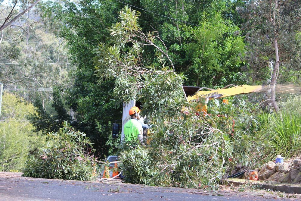 A Group of People Are Cutting Down a Tree — Hayden Tree Service In Bateau Bay, NSW