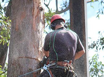 Arborist Hanging From Ropes Cutting Down Trees — Hayden Tree Service In Cooranbong, NSW