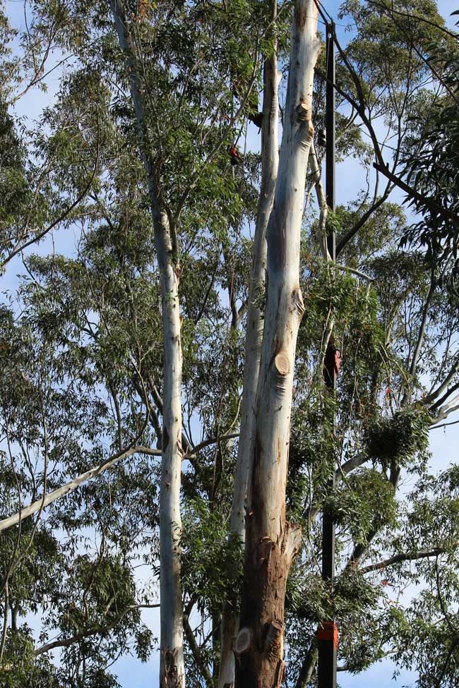 A Tree with A Lot of Branches and Leaves — Hayden Tree Service In Gosford, NSW