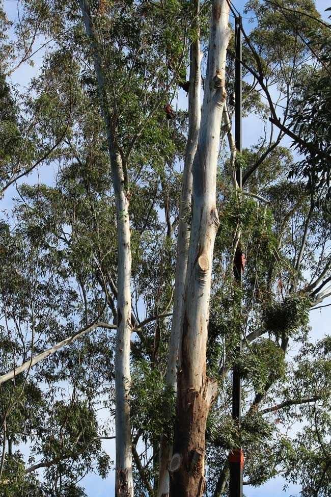 White Bark Tress — Hayden Tree Service In Cooranbong, NSW