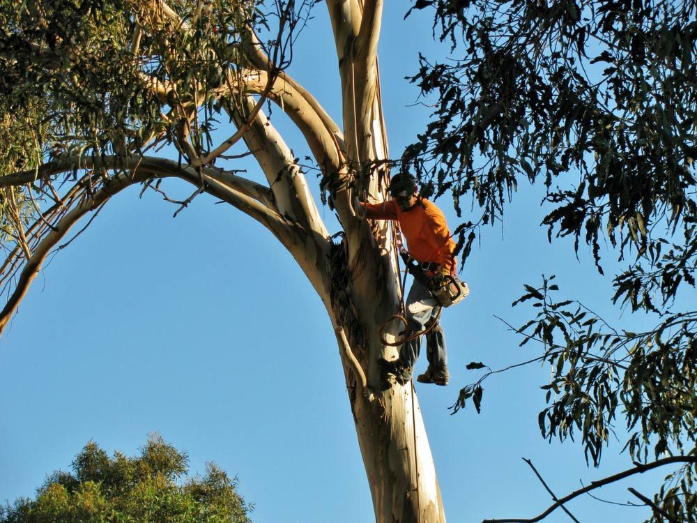 A Man in An Orange Shirt Is Climbing a Tree — Hayden Tree Service In Gosford, NSW