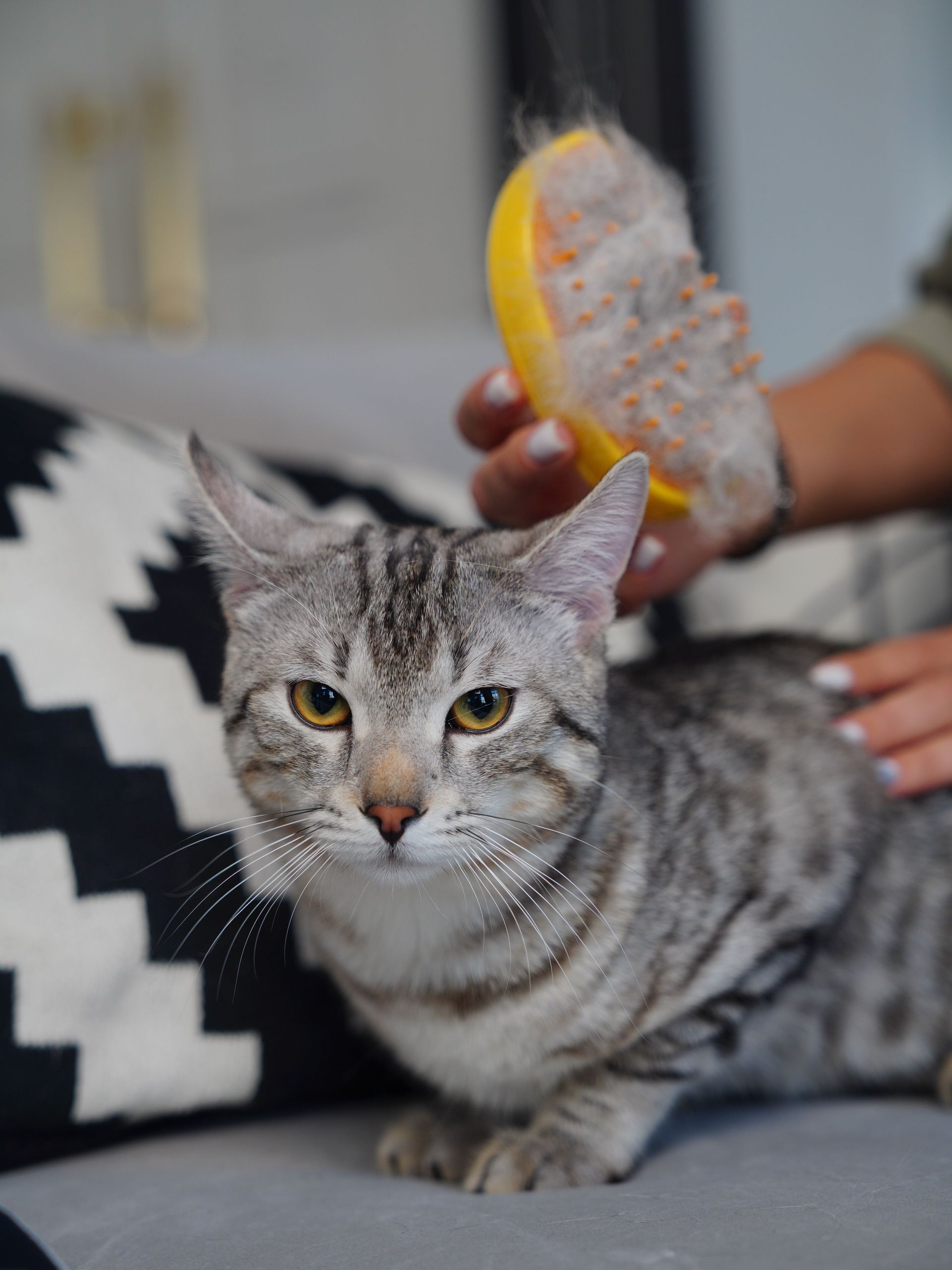 Gray tabby cat being brushed on a couch, with a black-and-white pillow nearby.