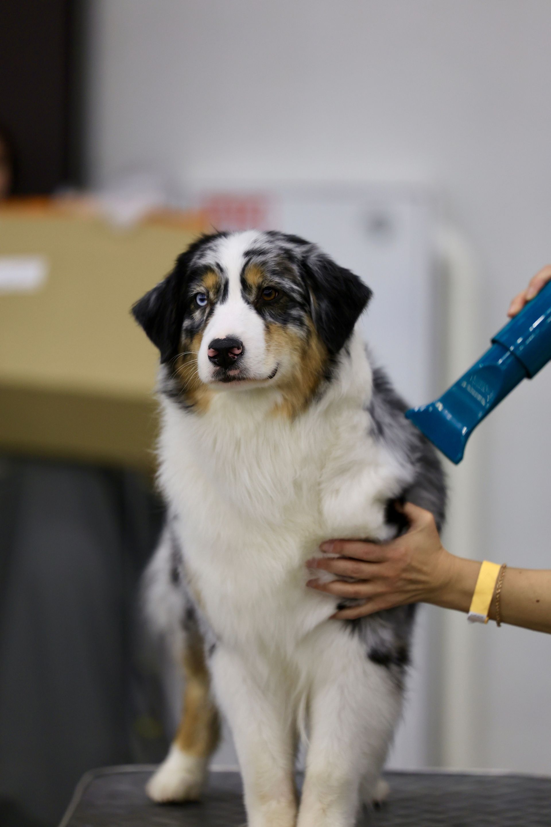 Black, white, and brown dog standing while a person holds it in an indoor setting