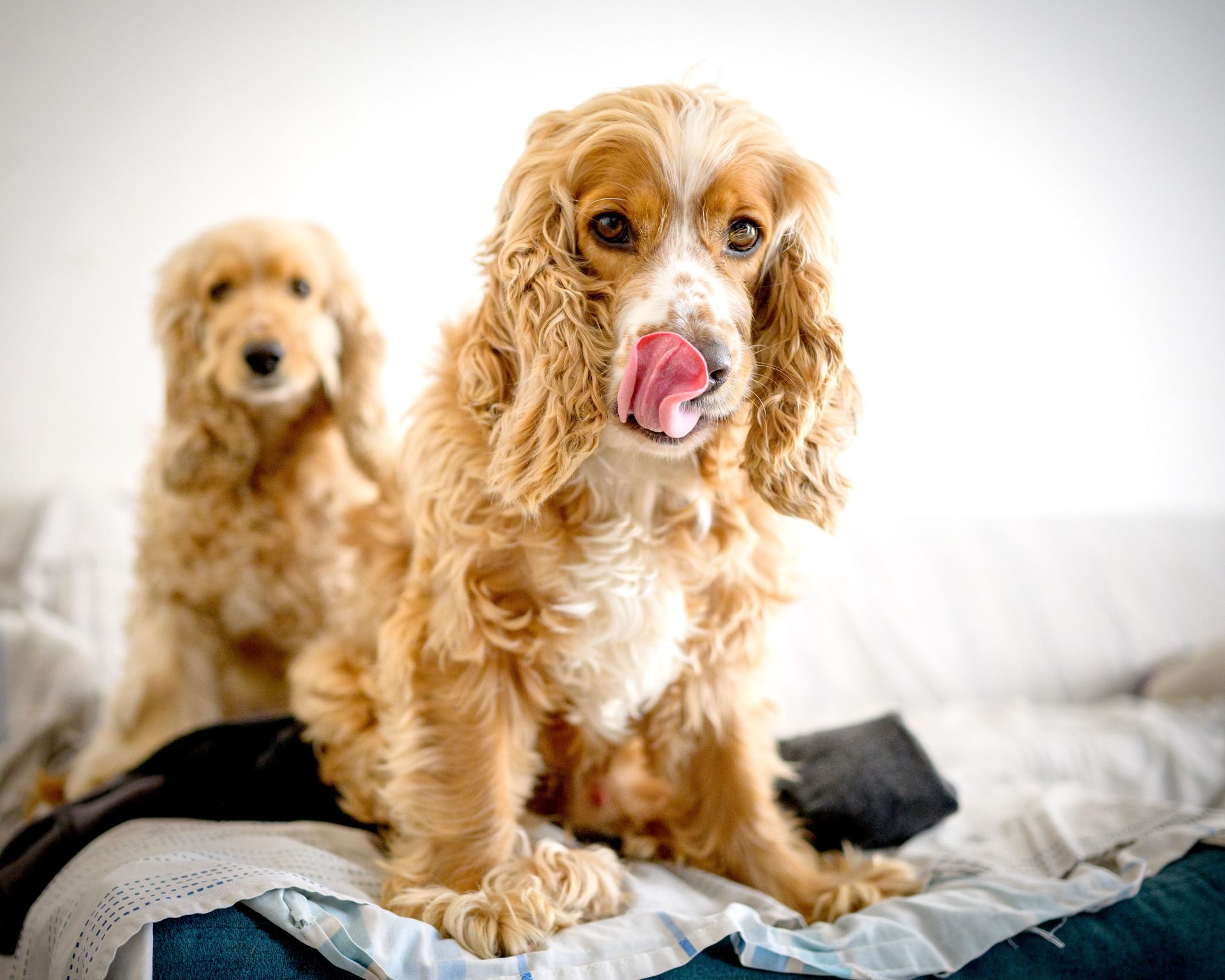 Two golden cocker spaniels on a bed, one licking its nose in the foreground.