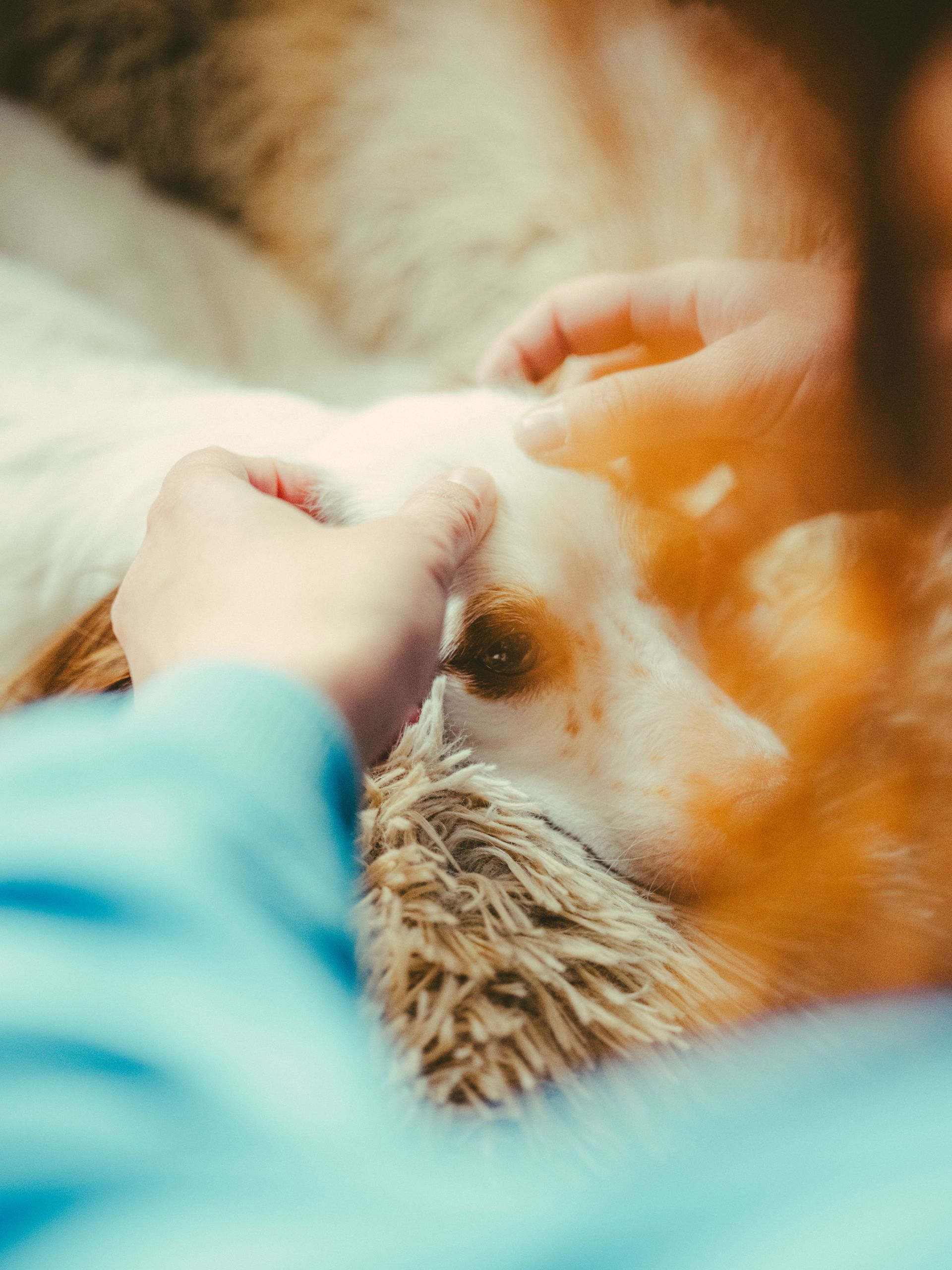 Hands petting an orange-and-white cat lying on a soft blanket