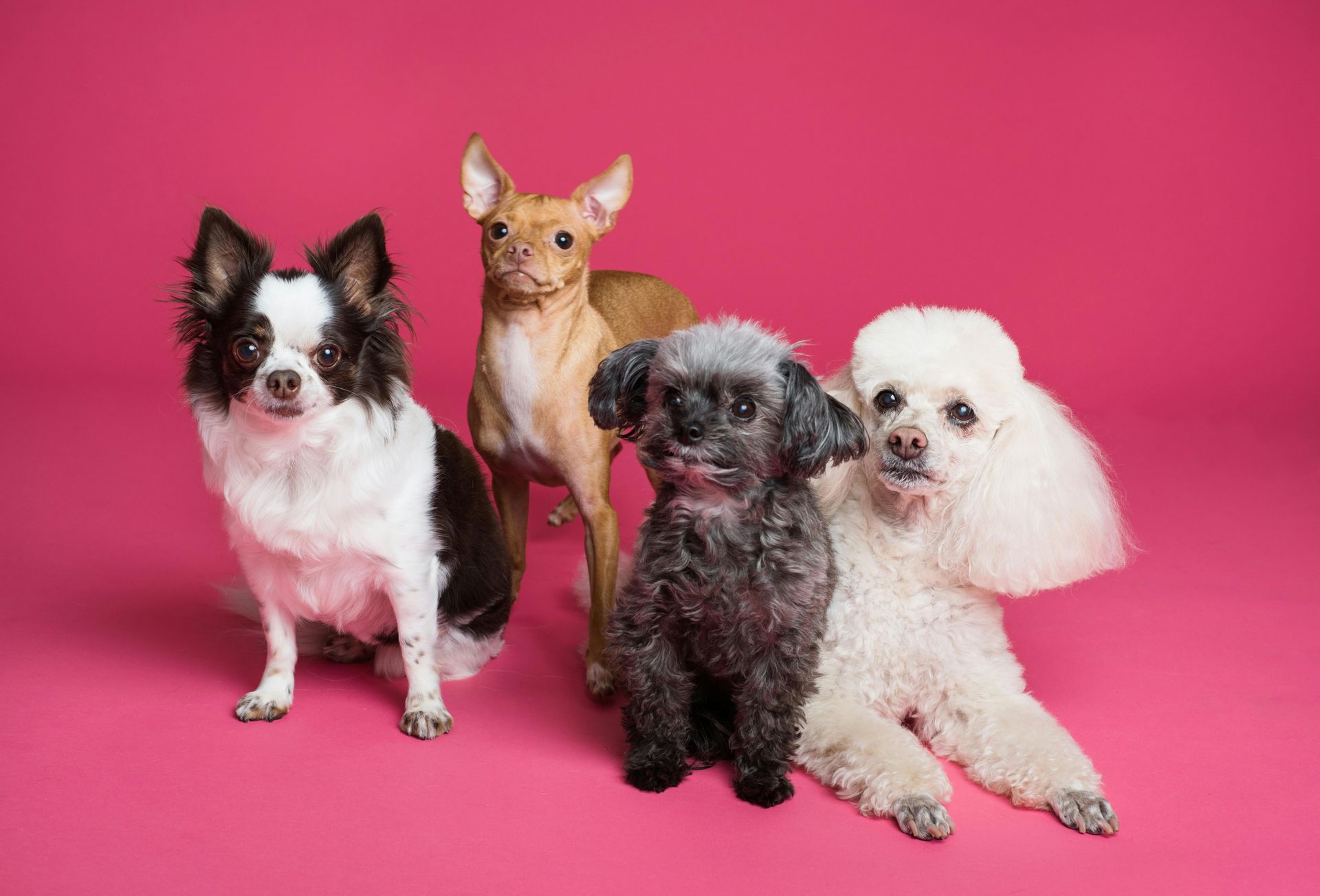 Four small dogs posing against a bright pink background