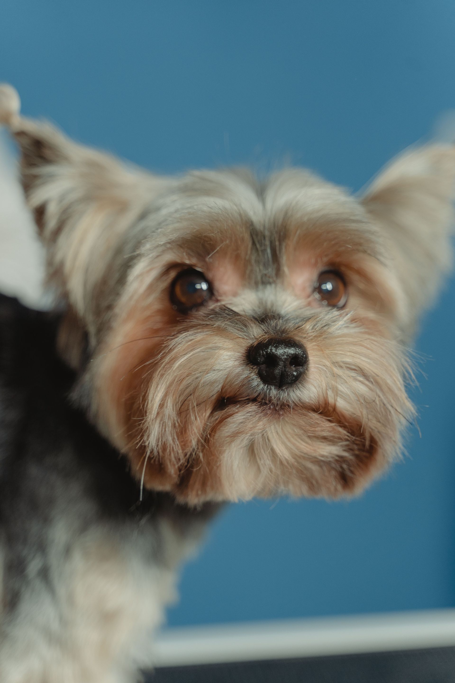 Small Yorkshire Terrier with gray and tan fur against a blue background