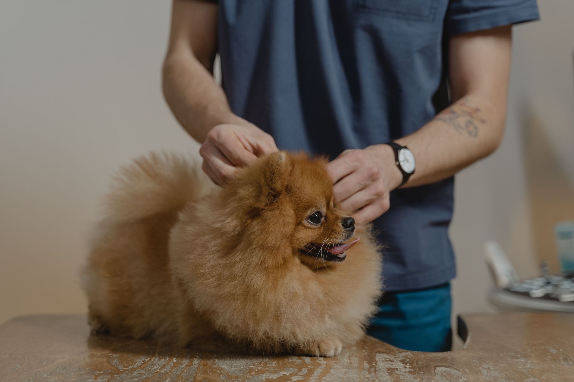 Small fluffy brown dog being groomed on a table by a person in blue scrubs