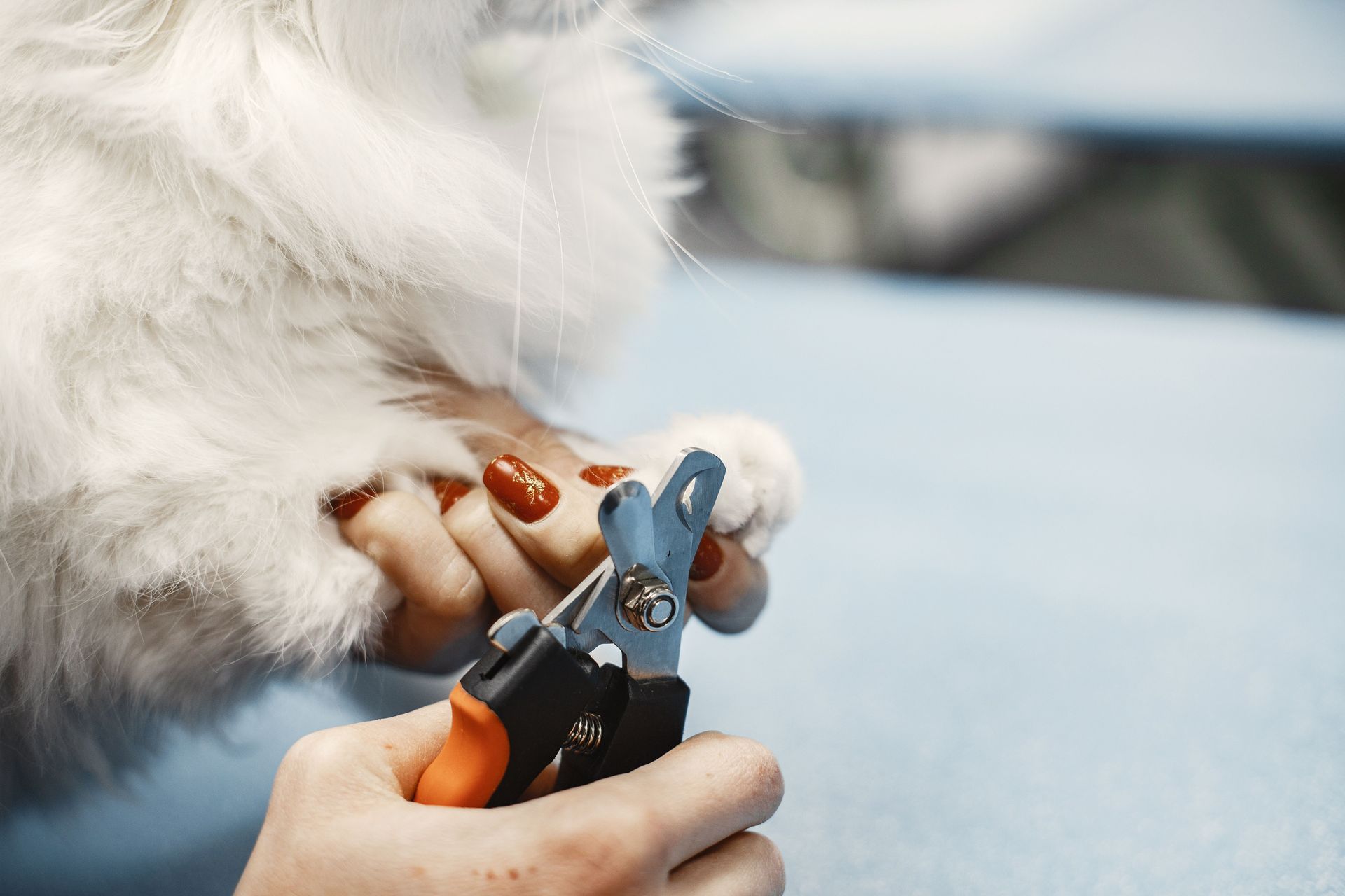 Cat paw being trimmed with nail clippers by a person’s hands