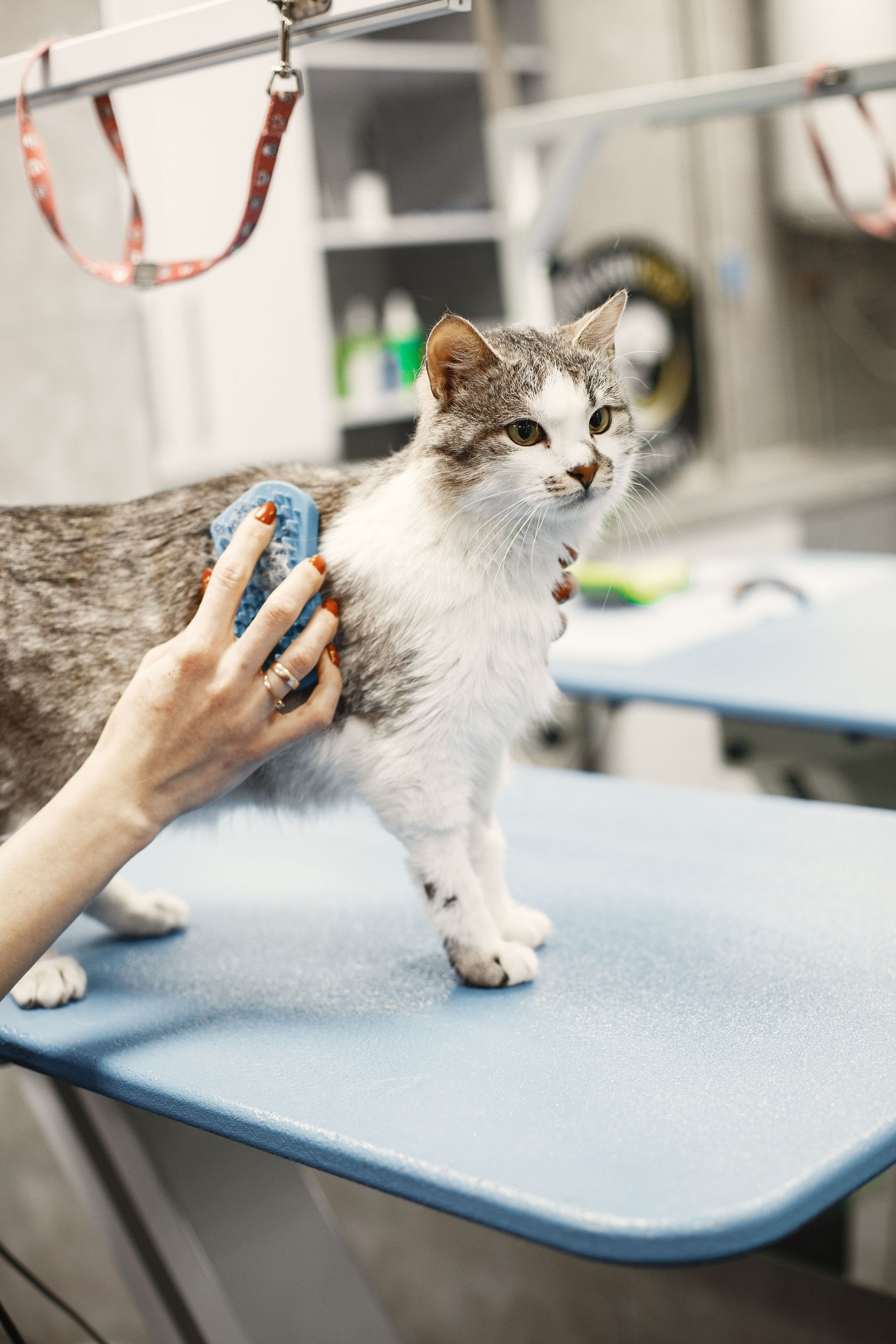 Wet cat being groomed on a table in a pet salon
