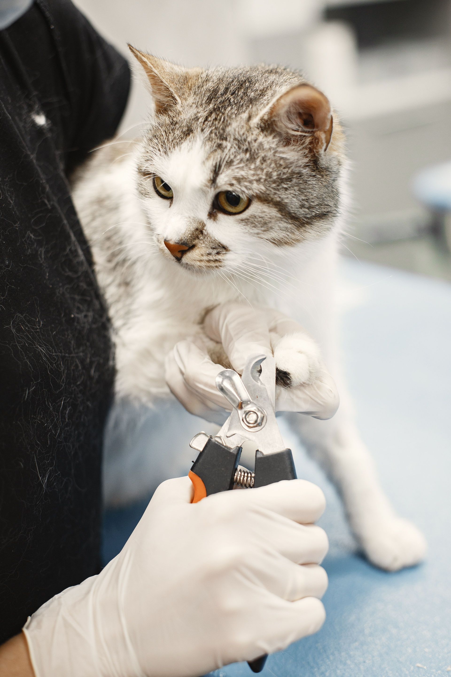 Cat having its claws trimmed by a gloved person with nail clippers on a blue table