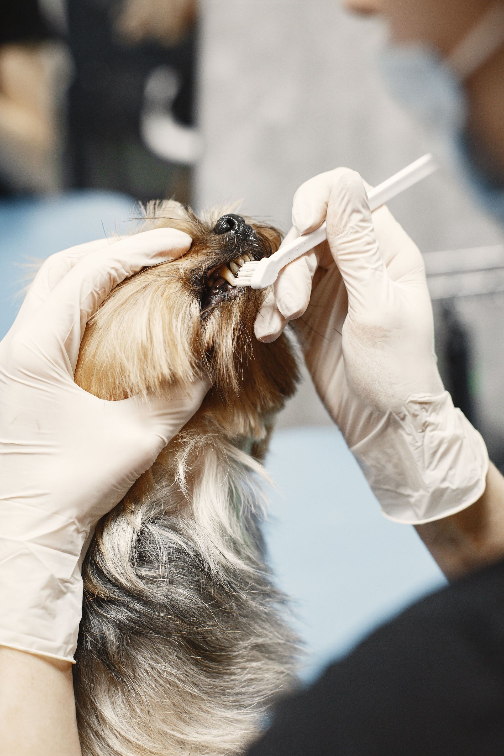 Gloved hands examining a small cat’s mouth with a cotton swab in a clinic setting