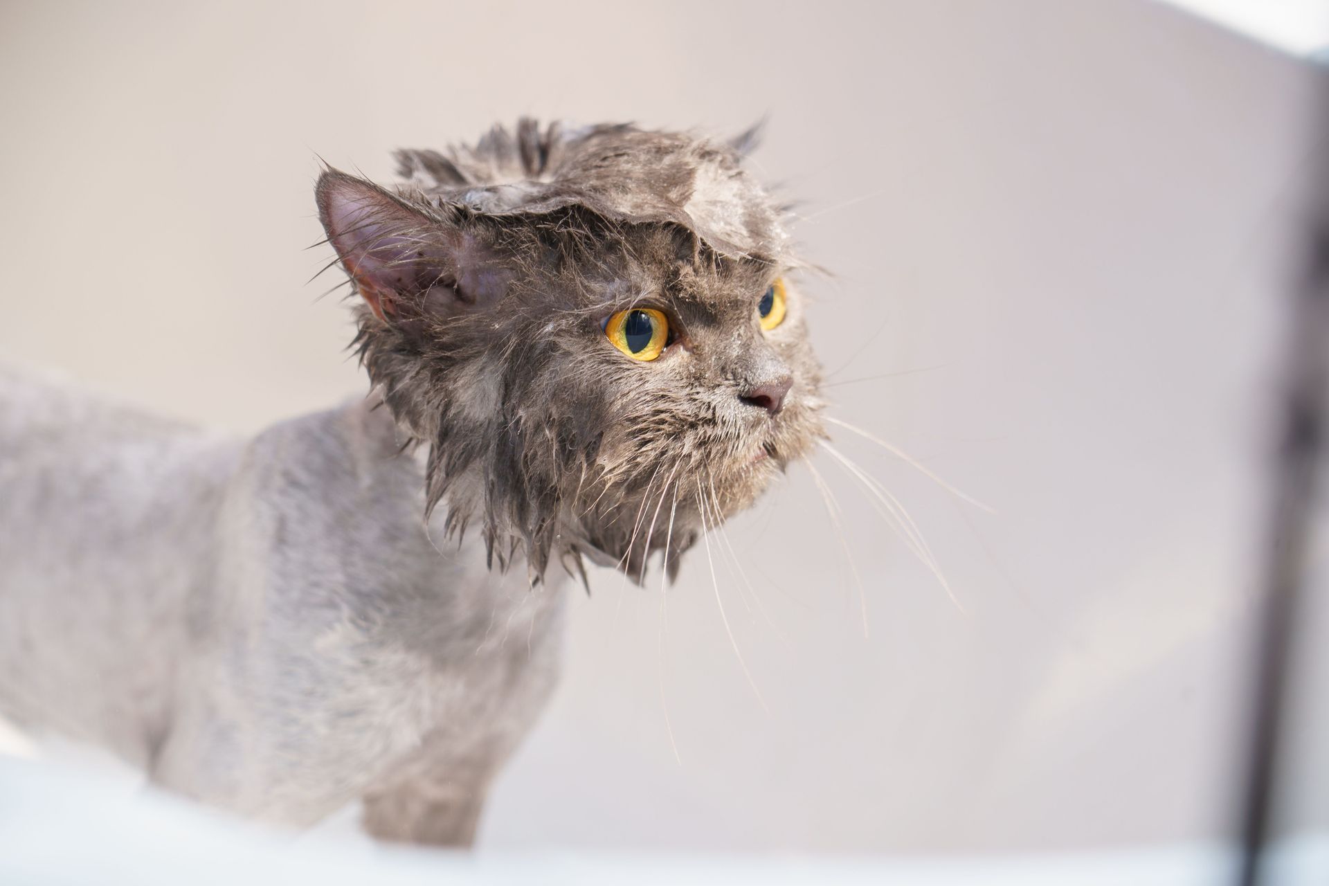 Shaved cat with a wet face and yellow eyes, looking alert against a pale background