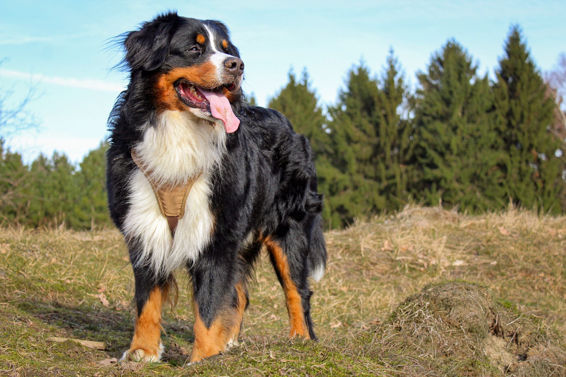 dog in woodland setting