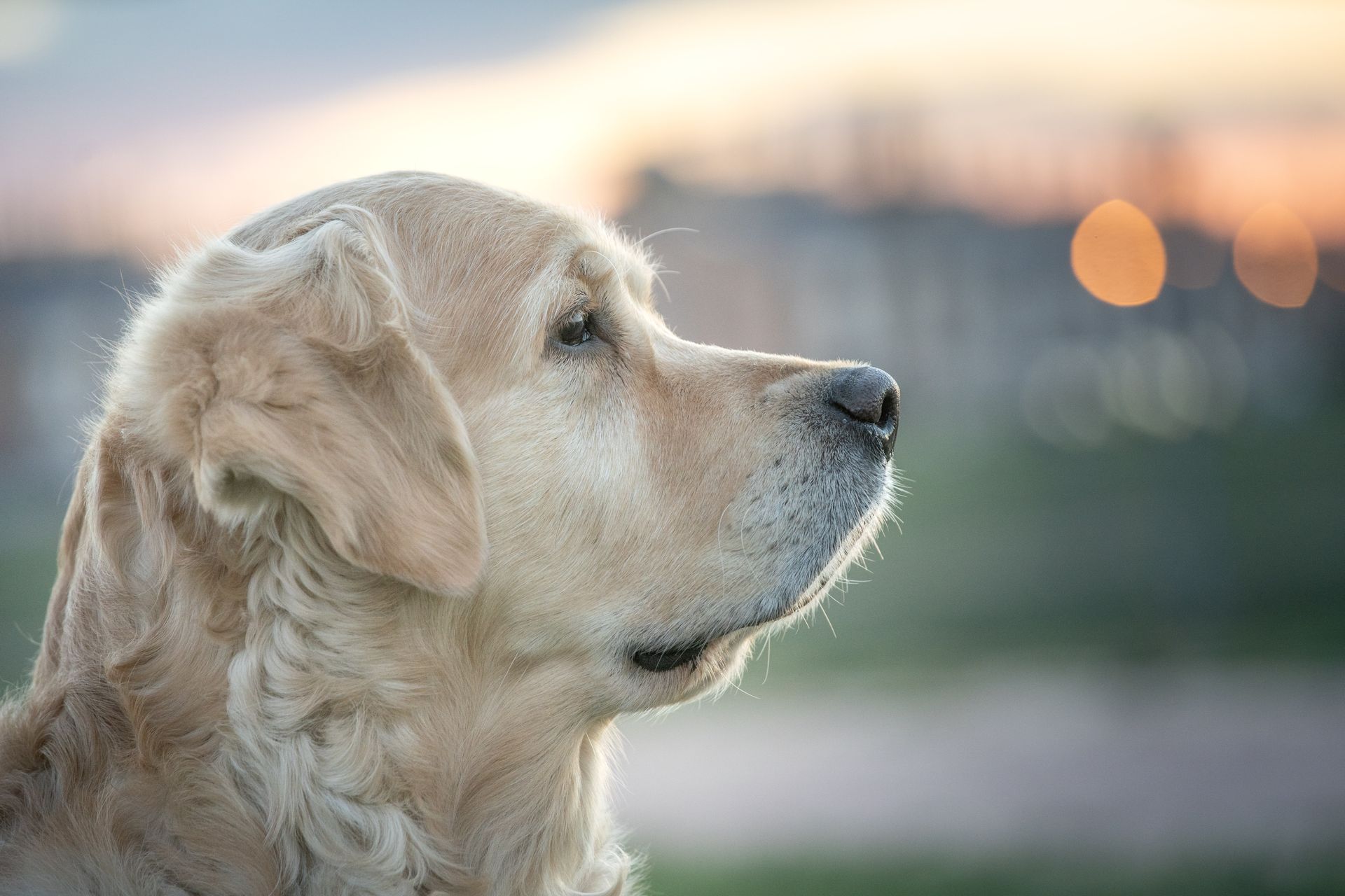 profile of Golden retriever