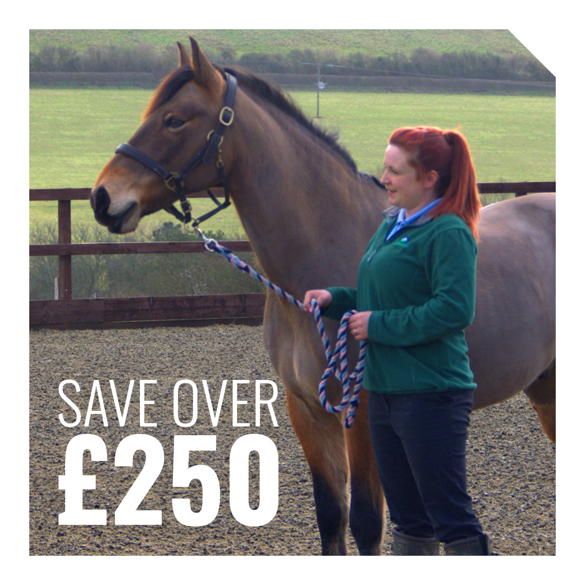 Vectis Equine Vet employee holding horse on a rope. Text says Save over 250 pounds