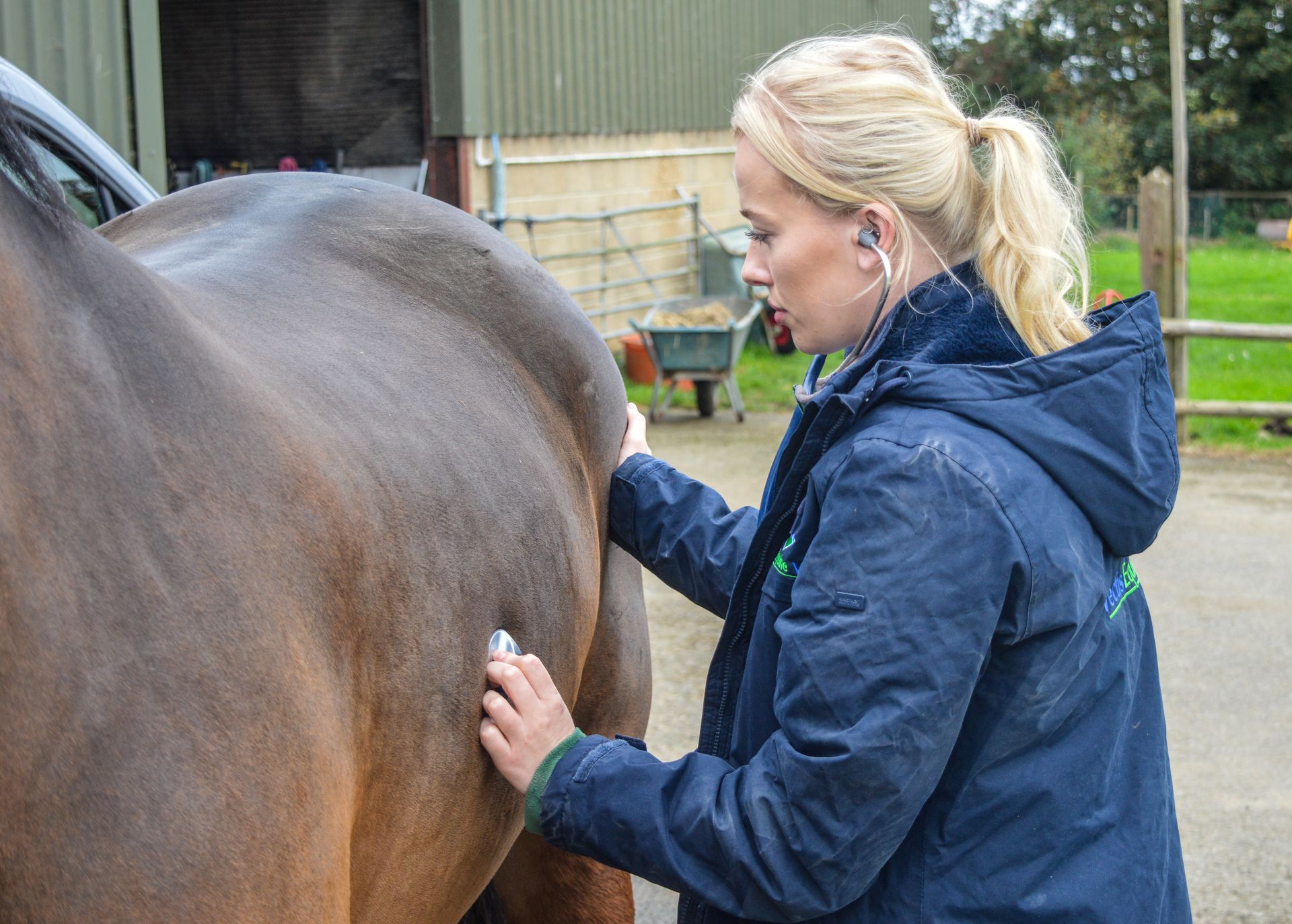 Vectis Equine Vet listening to horse's chest with stethoscope