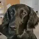 Flatcoated Retriever Ella