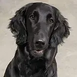 Flatcoat Retriever Luna