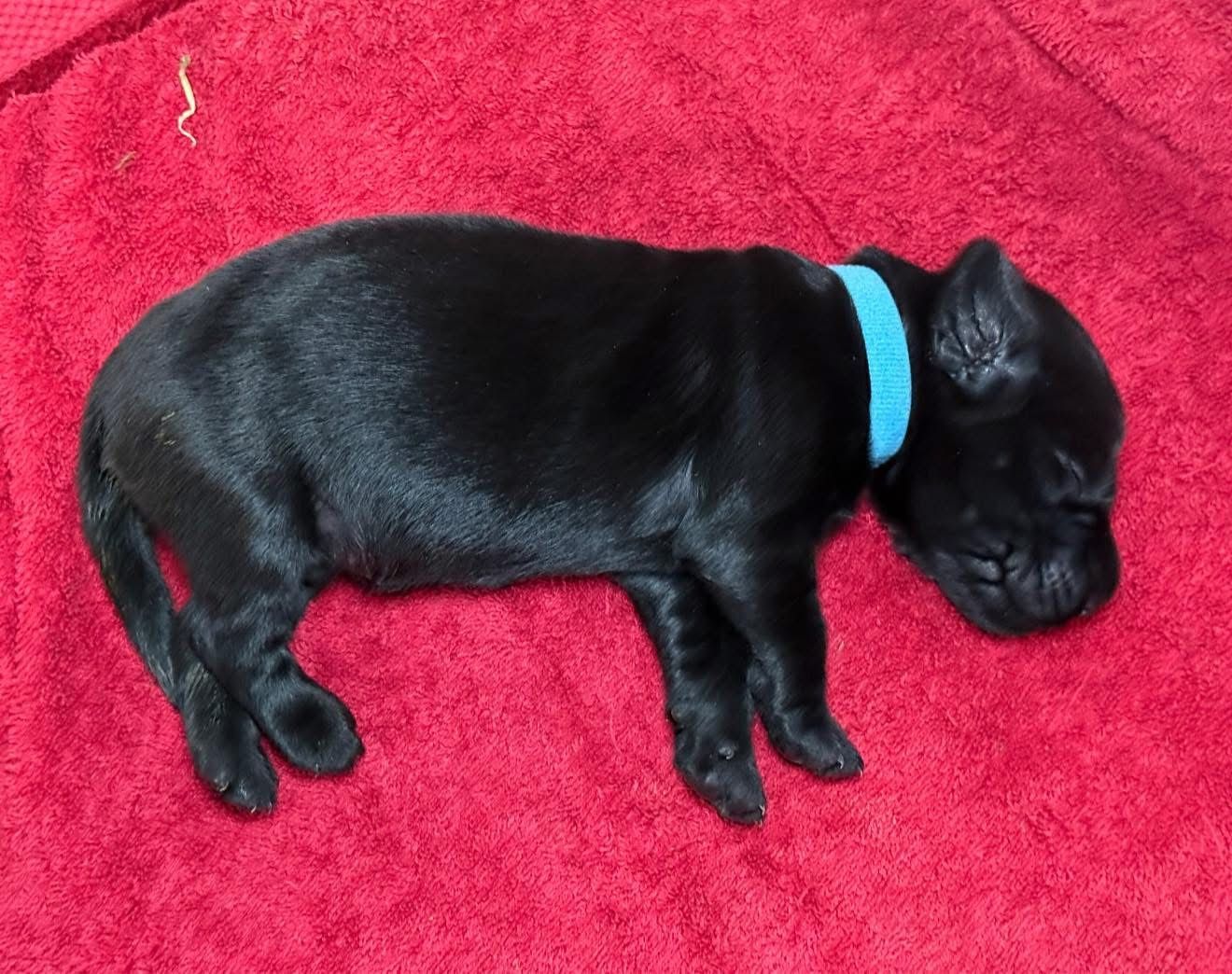 Black puppy sleeping on a red blanket, wearing a blue collar.