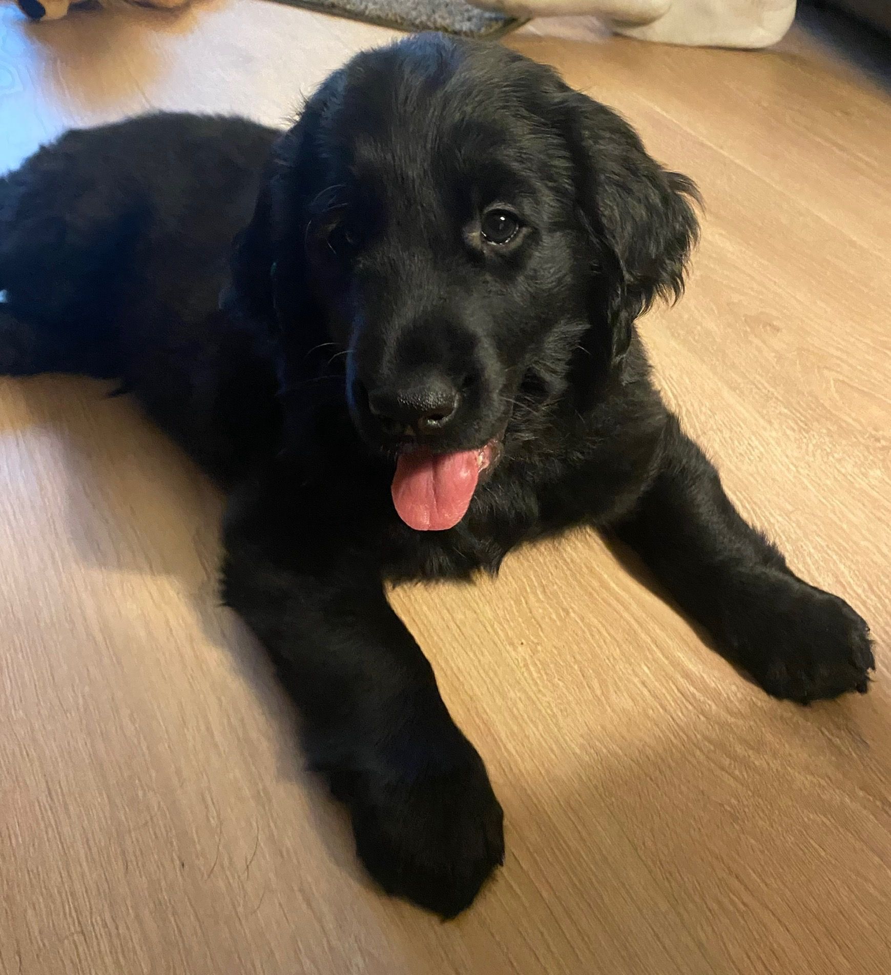 Black puppy lying on a wooden floor with tongue out, looking at the camera