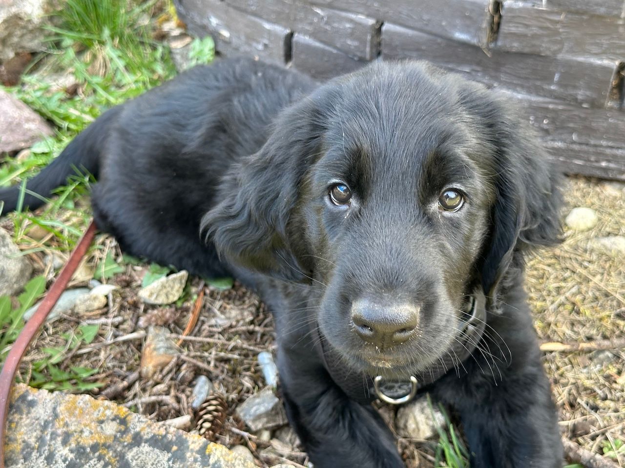 A black flat-coated puppy is laying on the ground and looking at the camera.