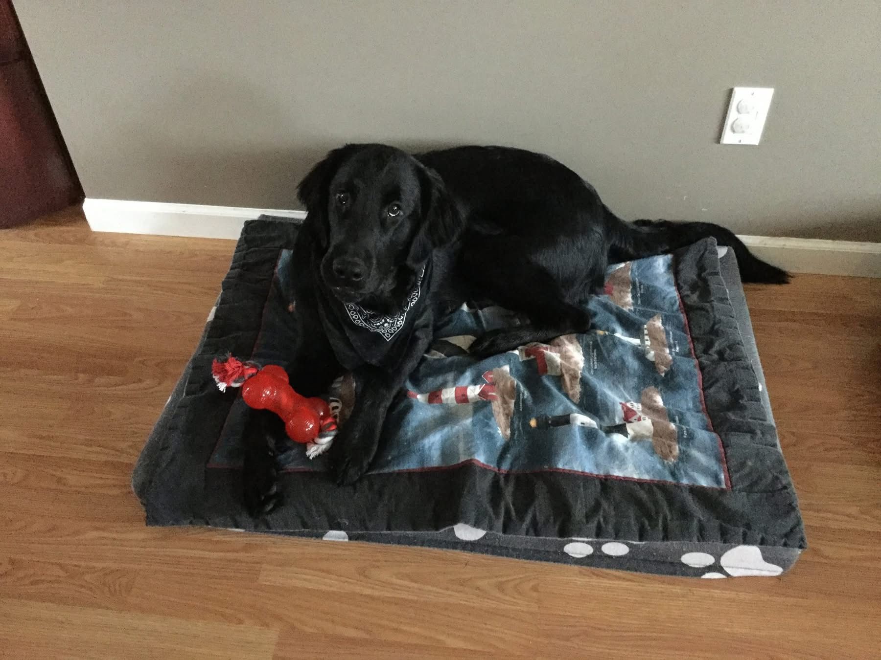 Black dog lying on a bed, holding a red toy. Indoors, near a wall.