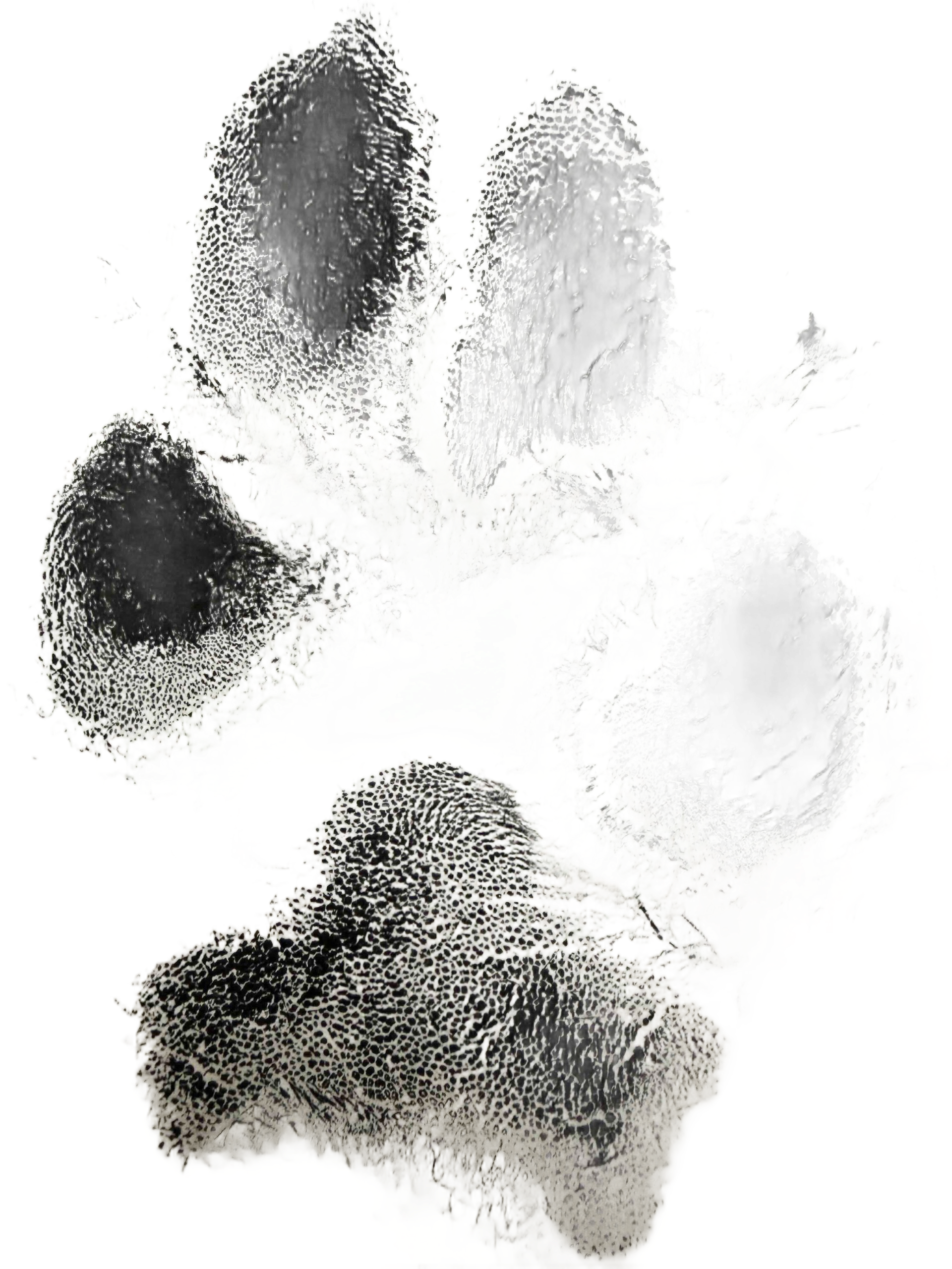 Dog paw print in shades of black and white.