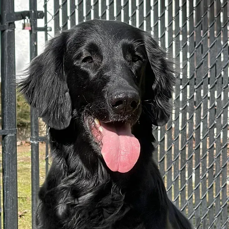 Happy Flatcoated Retriever 