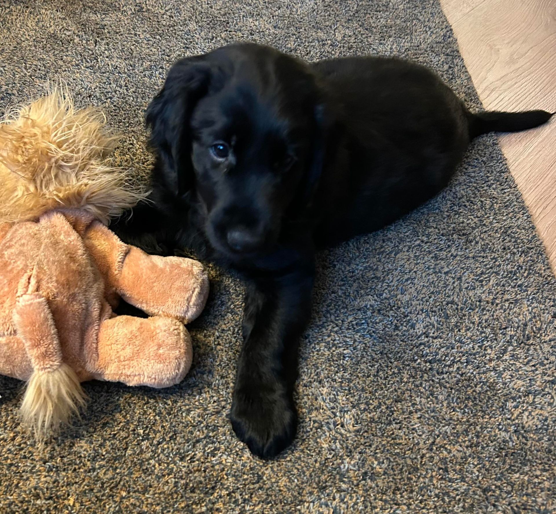 Black puppy lying on a carpet beside a tan stuffed lion toy