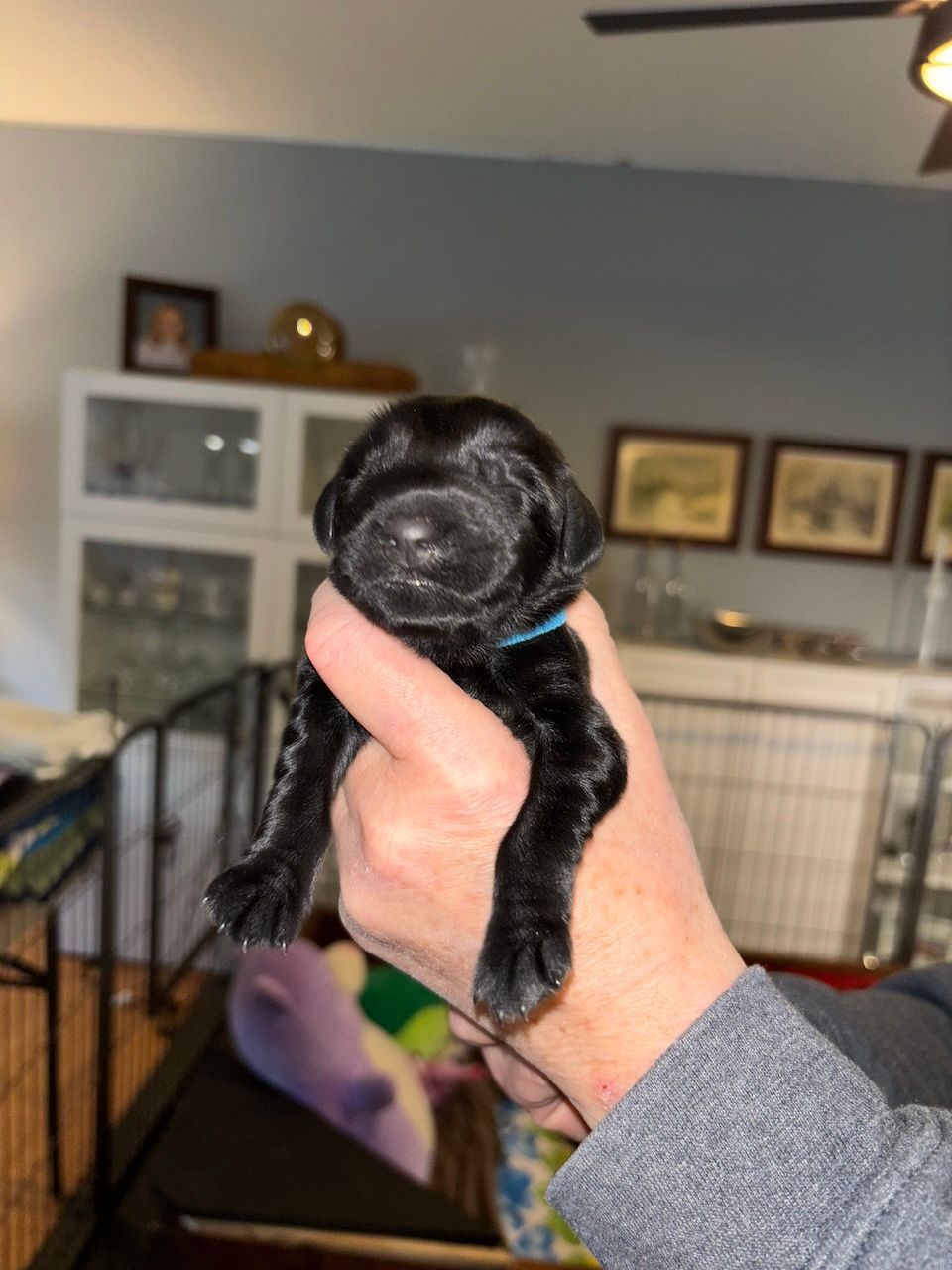 Small black puppy being held in a hand indoors, with a living room background