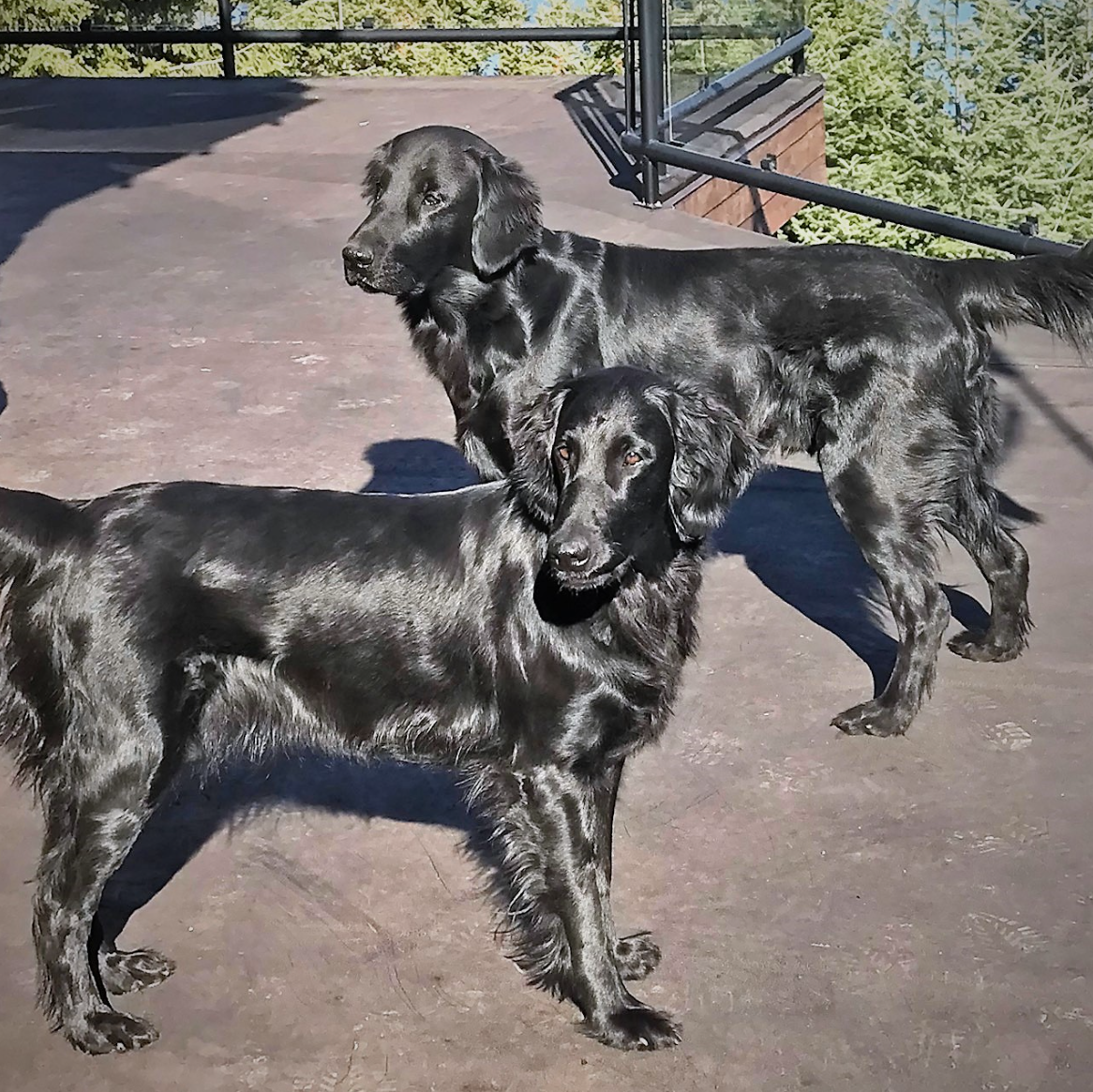 Highpoint Flatcoated Retriever Rex and Luna