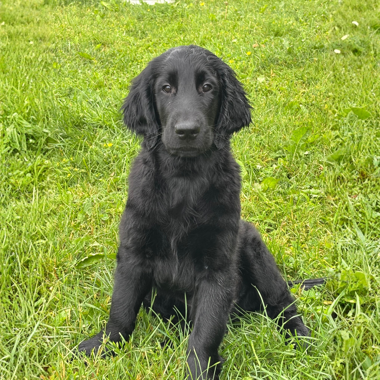 Happy Flatcoated Retriever 