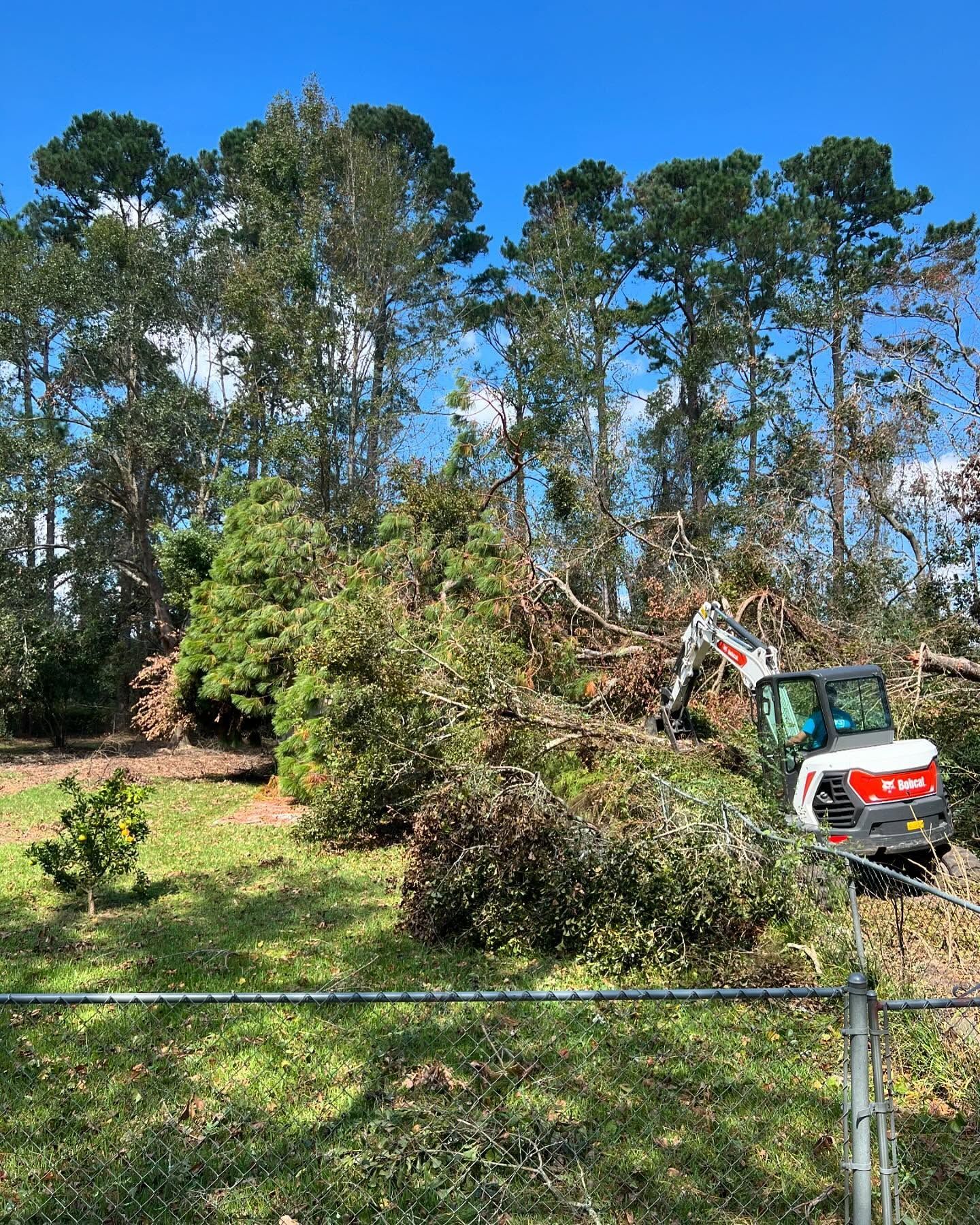 Excavator clearing fallen trees in a grassy yard beside a fence and tall trees under a blue sky