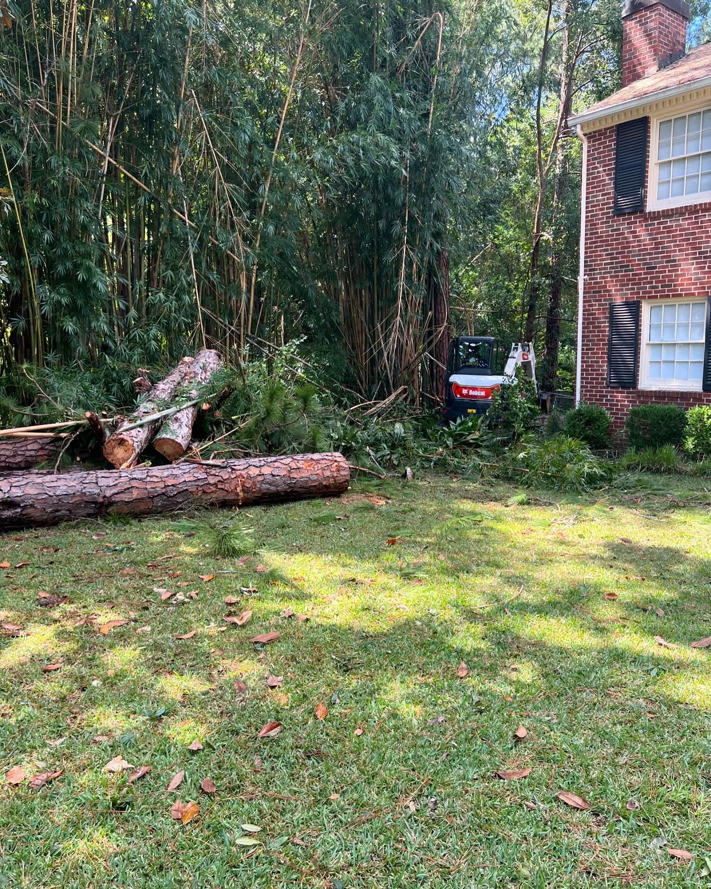 Fallen tree trunk and branches in a grassy yard beside a brick house and dense bamboo.
