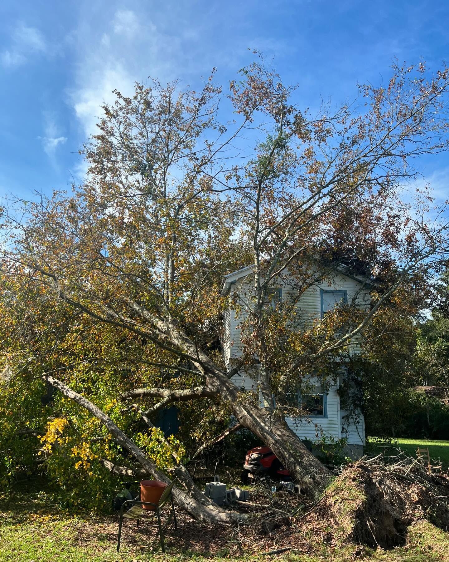 Uprooted tree leaning against a house in a yard under a blue sky.